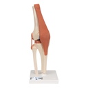 Genou fonctionnel de luxe 3B Scientific®