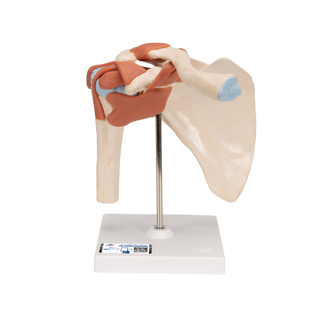 Épaule fonctionnelle de luxe 3B Scientific®