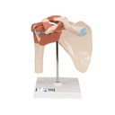 Épaule fonctionnelle de luxe 3B Scientific®