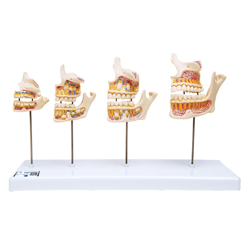 Développement de la dentition 3B Scientific®