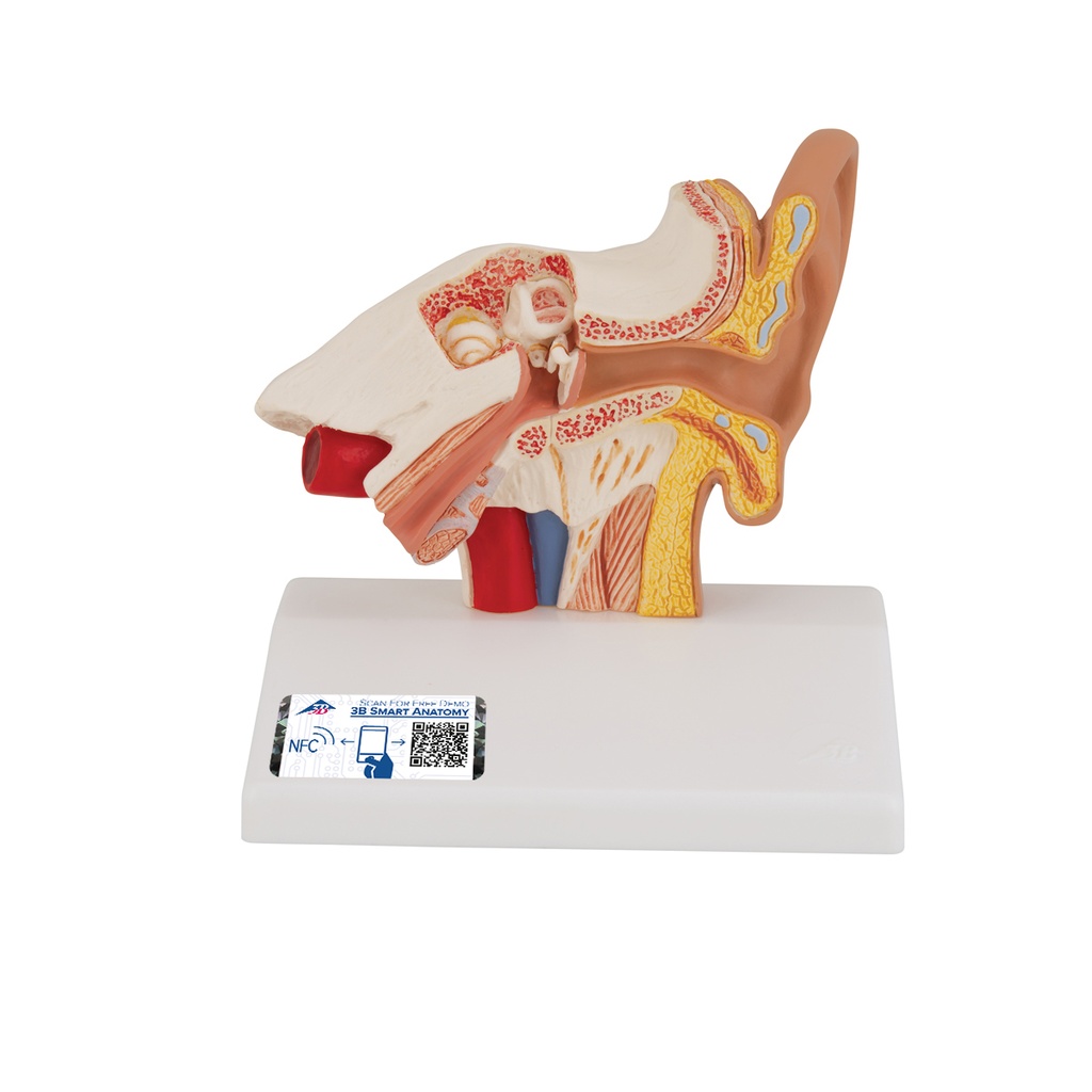 Modèle d'oreille de bureau échelle 1.5 3B Scientific®