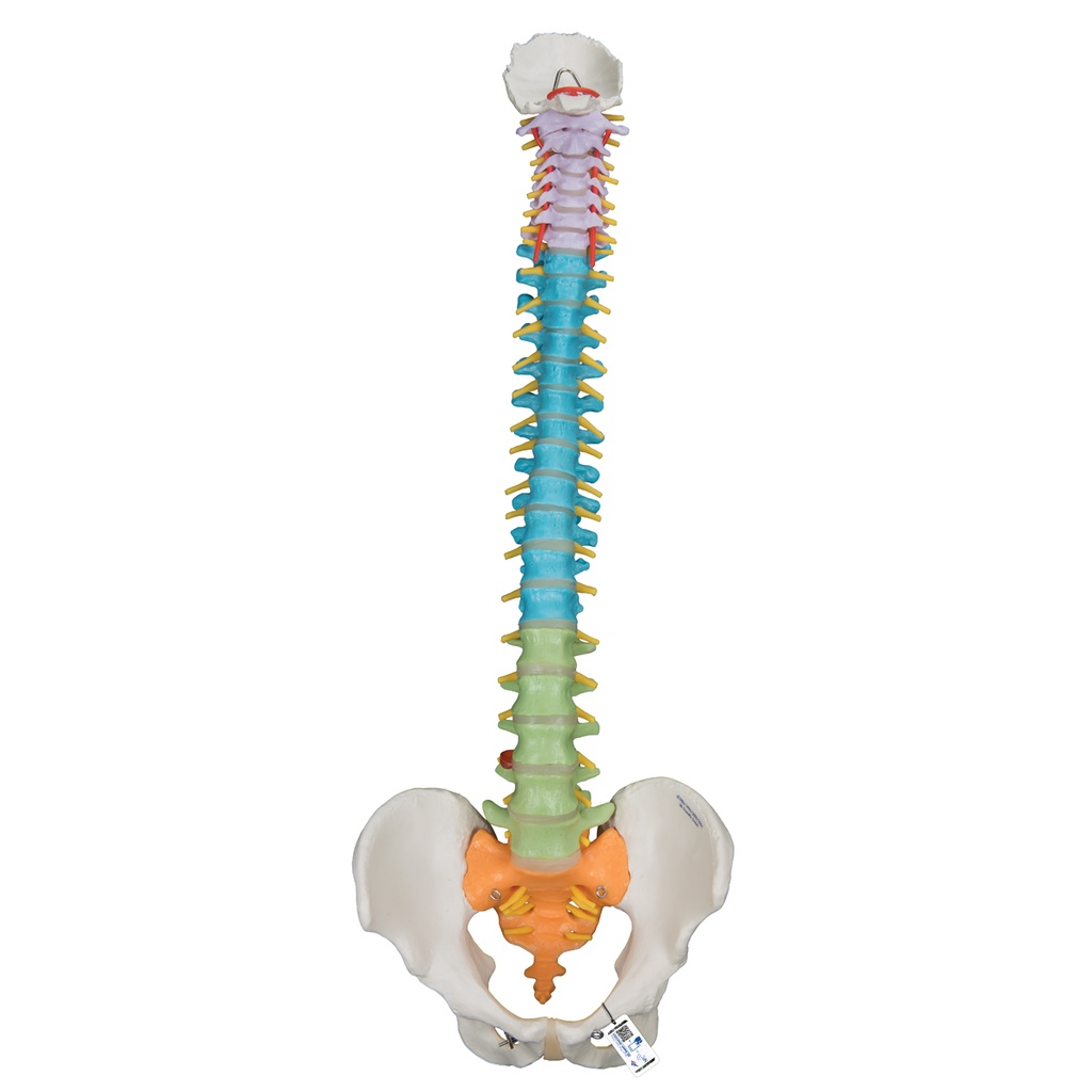 Colonne vertébrale flexible didactique 3B Scientific®