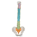 Colonne vertébrale flexible didactique 3B Scientific®