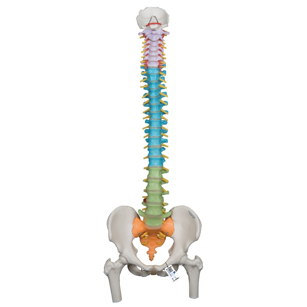 Colonne vertébrale flexible didactique 3B Scientific®