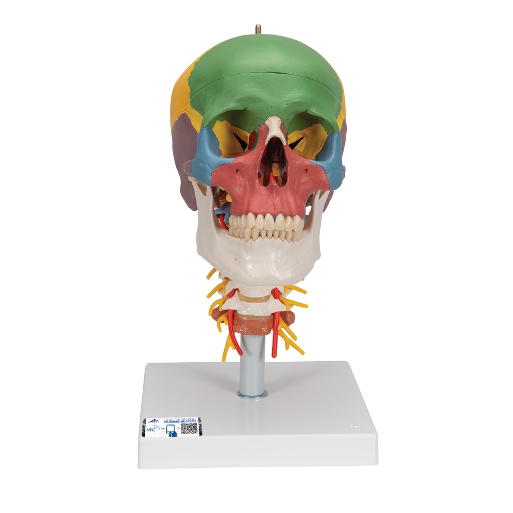 Crâne didactique sur colonne cervicale 3B Scientific®
