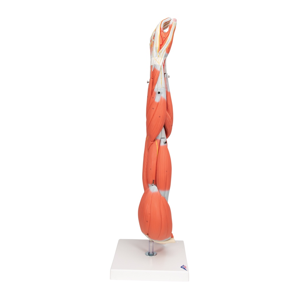 Bras musclé dissécable vertical en 6 parties 3B Scientific®