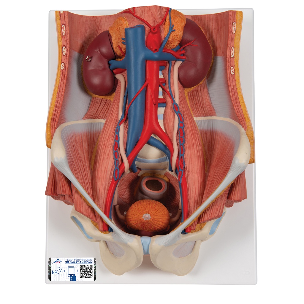 Système urinaire double sexe 3B Scientific®