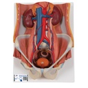 Système urinaire double sexe 3B Scientific®