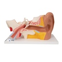 Oreille en 4 parties taille 3 fois supérieure 3B Scientific®