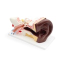 Oreille 4 parties en taille triple grandeur version foncée 3B Scientific®