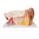 Oreille 6 parties taille 3 fois supérieure 3B Scientific®
