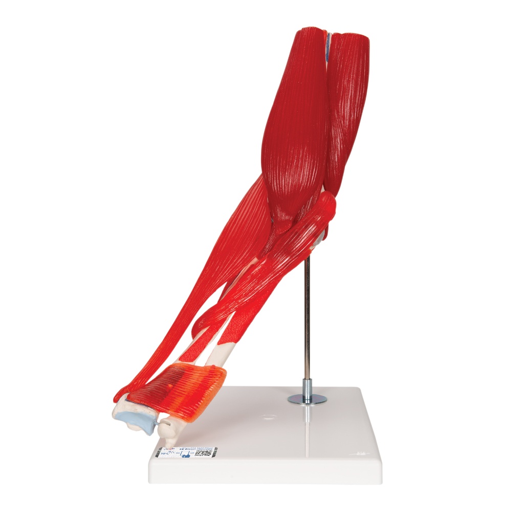 Articulation du coude en 8 parties 3B Scientific®