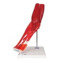Articulation du coude en 8 parties 3B Scientific®