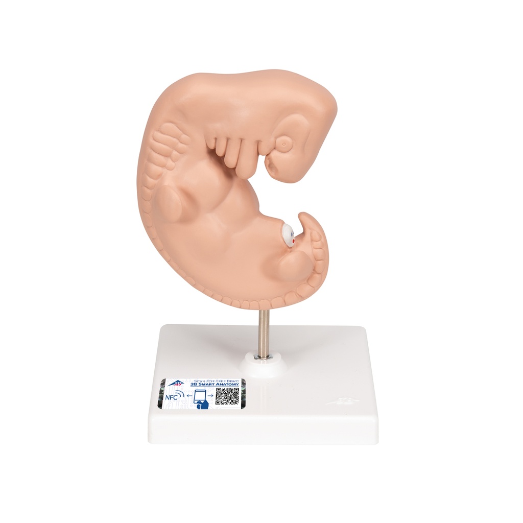 Embryon agrandi 25 fois 3B Scientific®