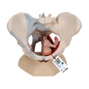 Bassin féminin avec ligaments en 4 parties 3B Scientific®