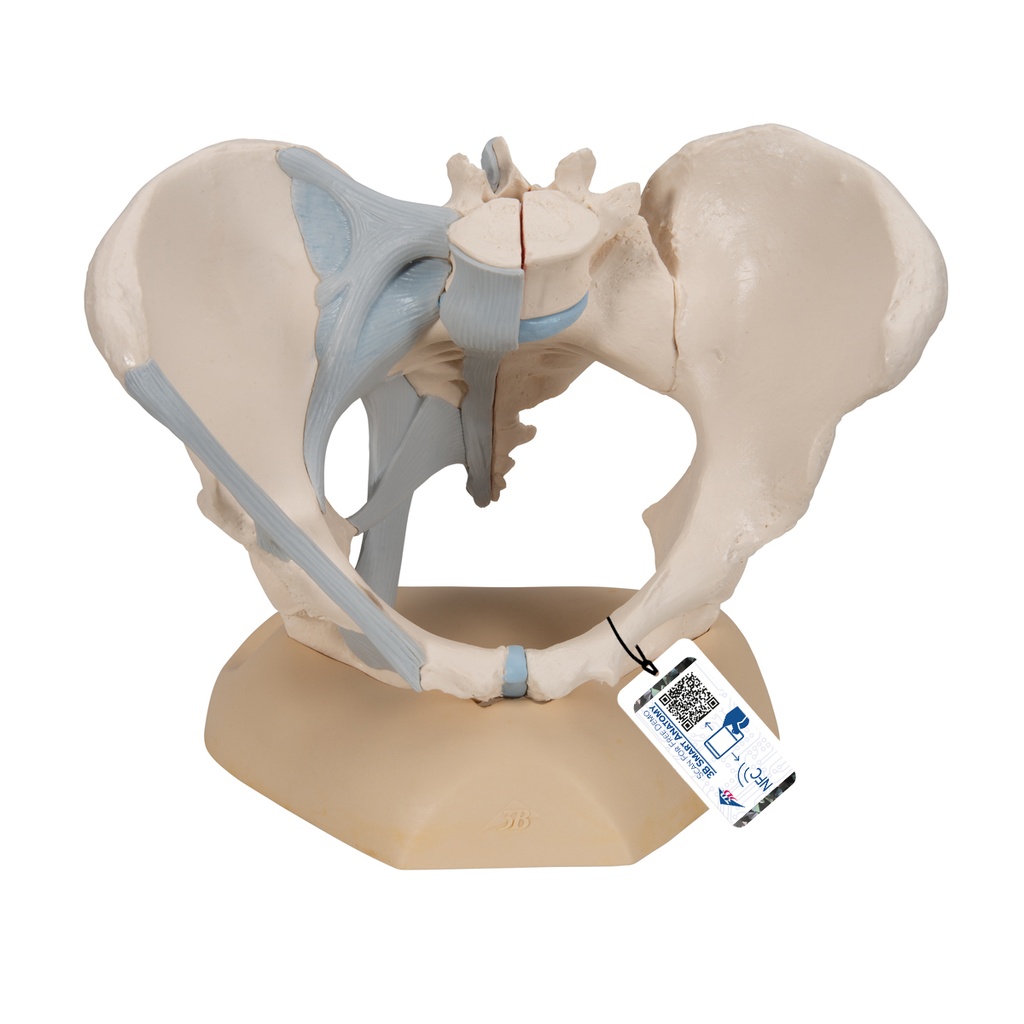 Bassin féminin avec ligaments en 3 parties 3B Scientific®