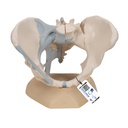 Bassin féminin avec ligaments en 3 parties 3B Scientific®