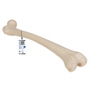 Fémur 3B Scientific®