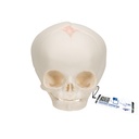 Crâne fœtal 3B Scientific®