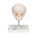 Crâne fœtal sur support 3B Scientific®
