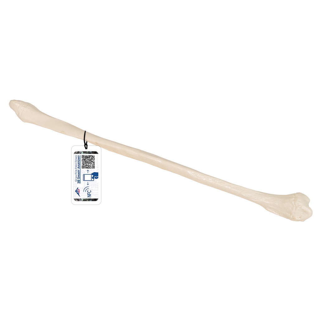 Fibula 3B Scientific®