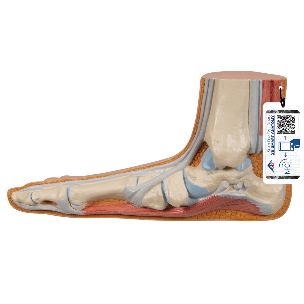 Pied plat 3B Scientific®