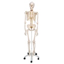 Squelette flexible Fred 3B Scientific®