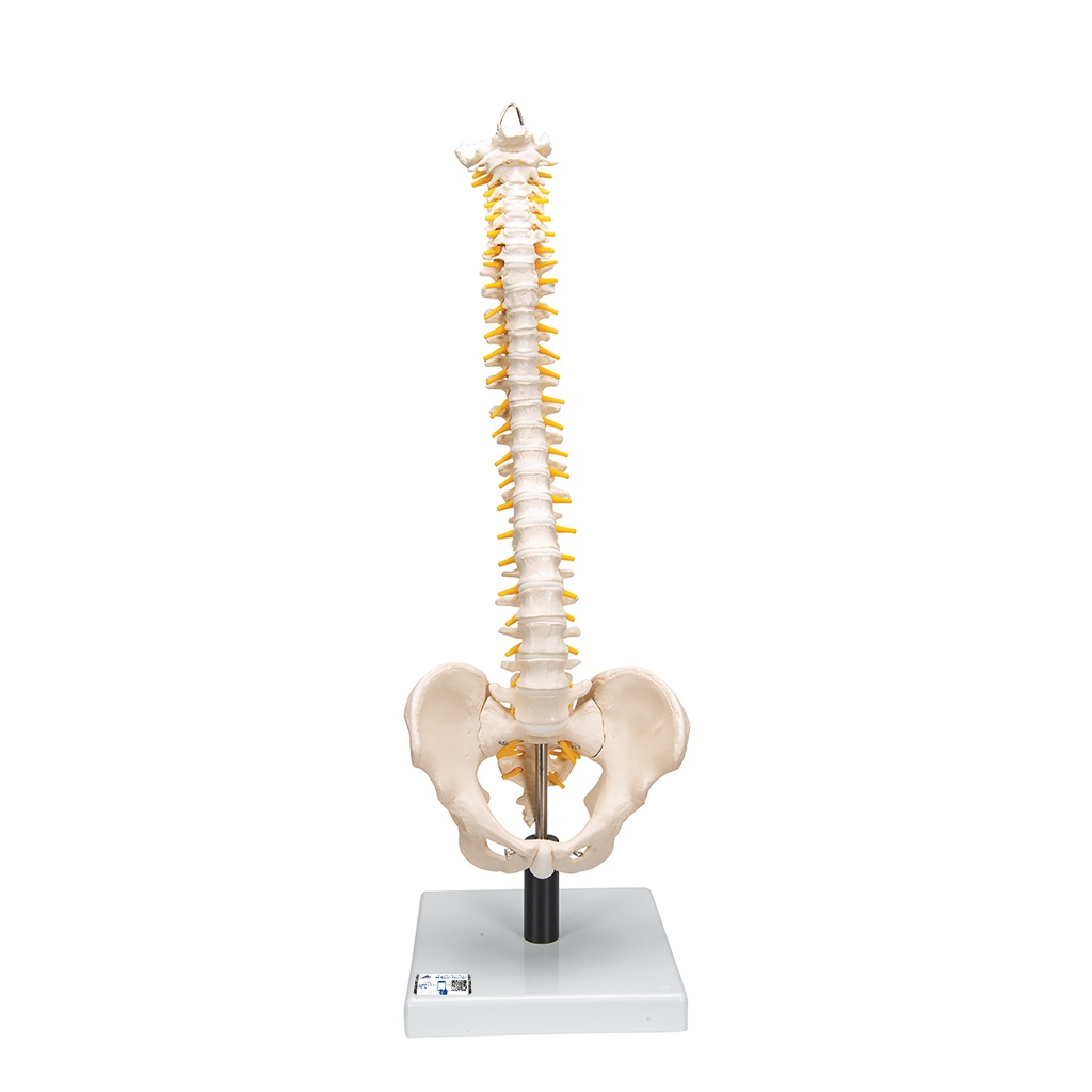 Colonne vertébrale flexible avec disques souples 3B Scientific®
