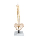 Colonne vertébrale flexible avec disques souples 3B Scientific®