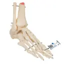Squelette du pied et de la cheville monté sur fil 3B Scientific®