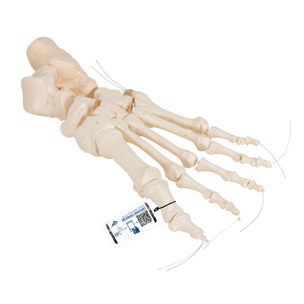 Squelette du pied monté sur fil souple 3B Scientific®