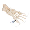 Squelette du pied monté sur fil souple 3B Scientific®