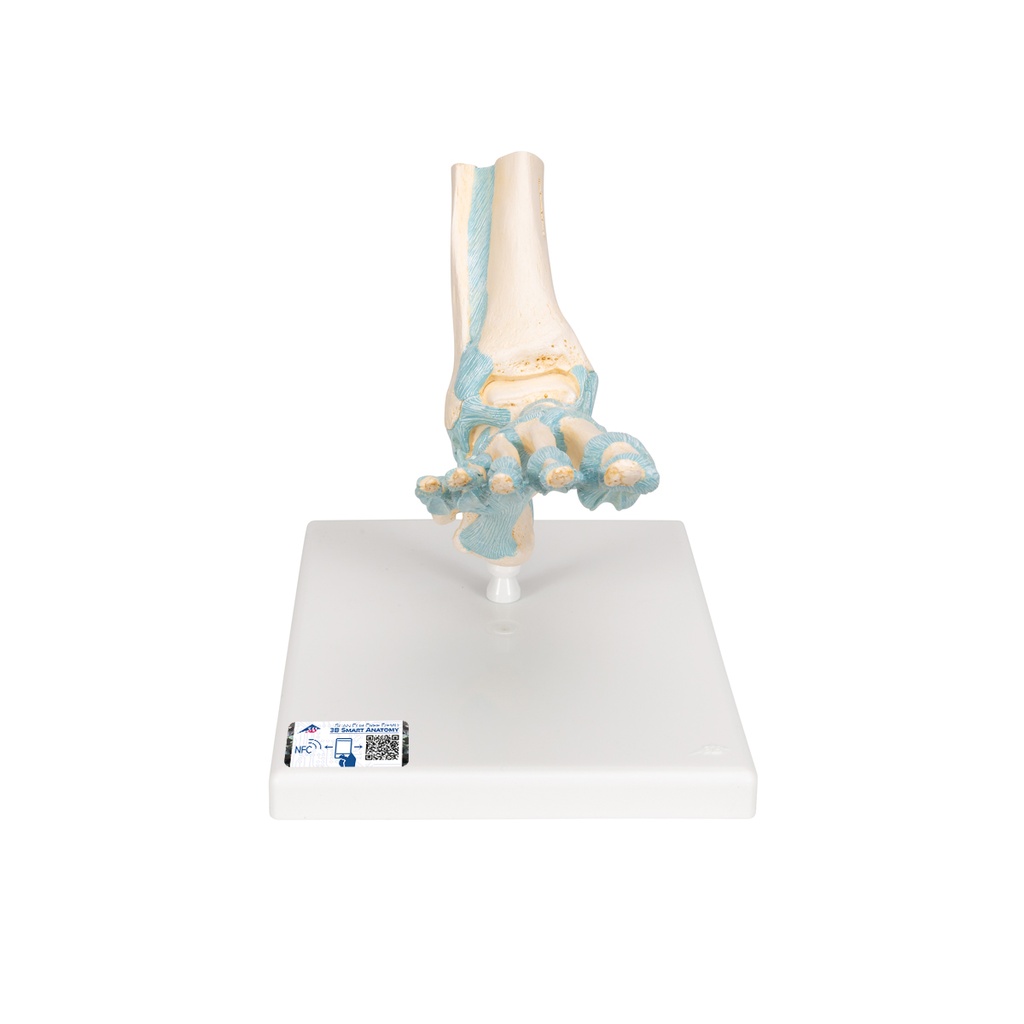 Modèle de squelette du pied 3B Scientific®