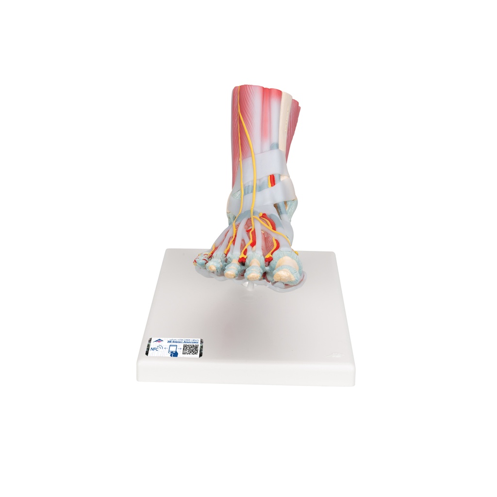 Modèle de squelette du pied 3B Scientific®