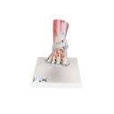 Modèle de squelette du pied 3B Scientific®