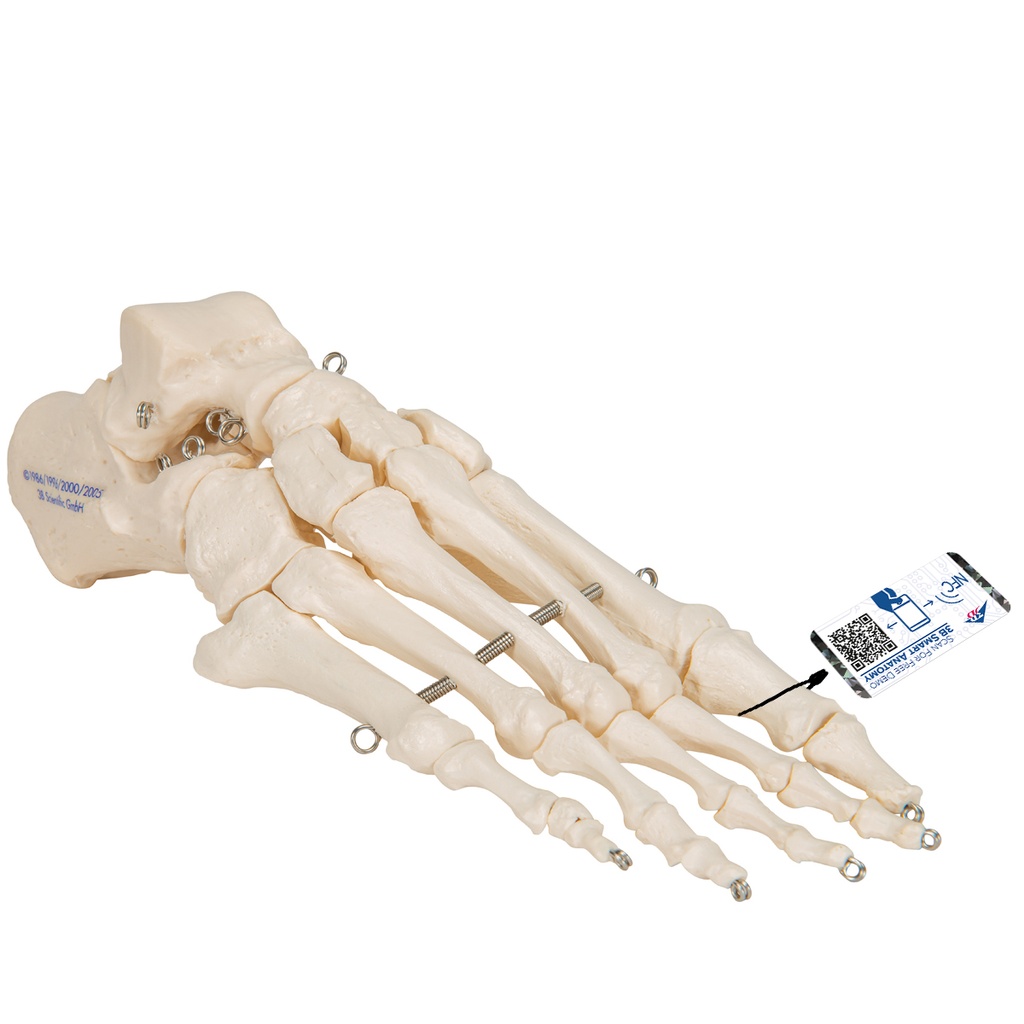 Squelette du pied monté sur fil 3B Scientific®