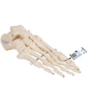 Squelette du pied monté sur fil 3B Scientific®