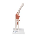 Articulation fonctionnelle du coude 3B Scientific®