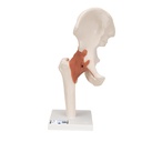 Articulation de la hanche fonctionnelle 3B Scientific®