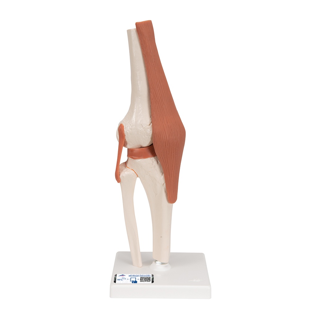 Articulation fonctionnelle du genou 3B Scientific®