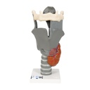 Larynx fonctionnel agrandi 2.5 fois 3B Scientific®