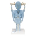 Larynx fonctionnel agrandi 3 fois 3B Scientific®