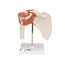 Articulation fonctionnelle de l'épaule 3B Scientific®