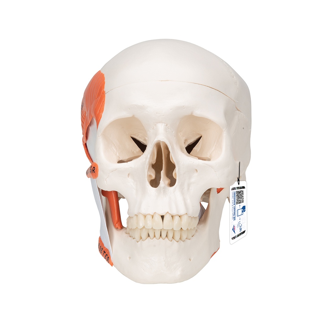 Crâne fonctionnel avec muscles masticateurs 3B Scientific®
