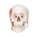 Crâne fonctionnel avec muscles masticateurs 3B Scientific®