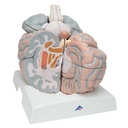 Cerveau géant agrandi 2.5 fois 3B Scientific®