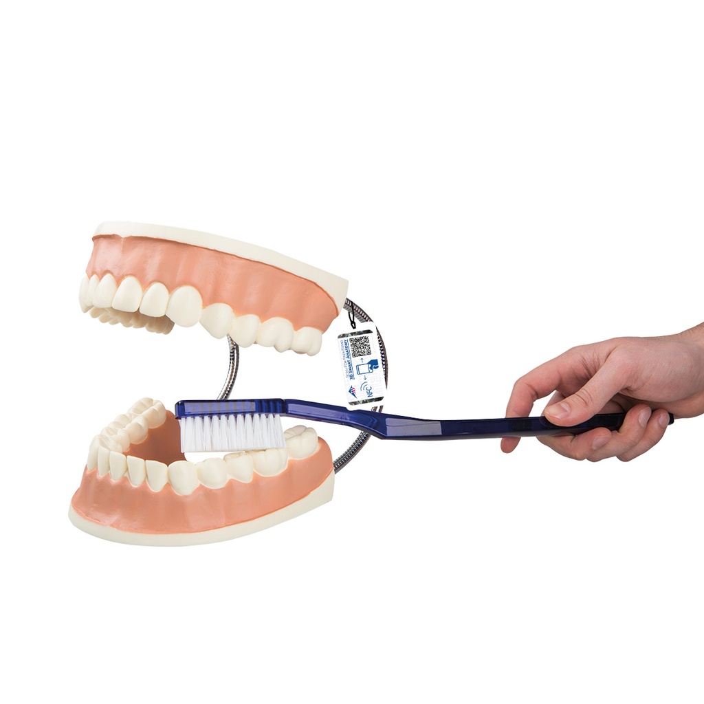 Modèle de soins dentaires géant 3B Scientific®