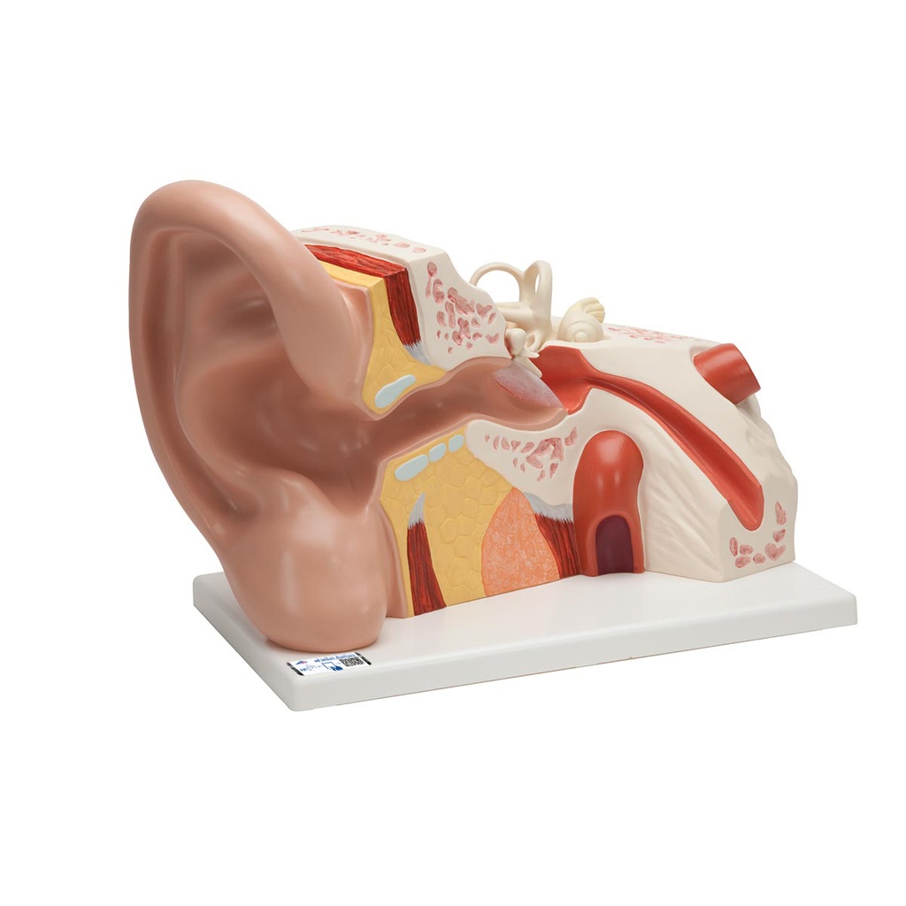 Oreille géante 5 fois la taille réelle 3B Scientific®