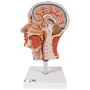 Demi-tête avec musculature 3B Scientific®
