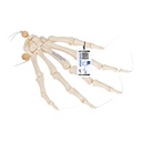 Squelette de la main sur fil souple 3B Scientific®